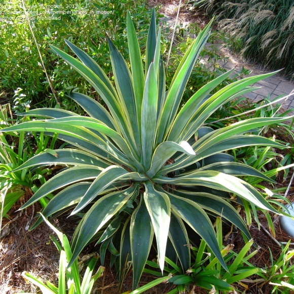 Meet your Posher, Elim - Picture 5 of 13